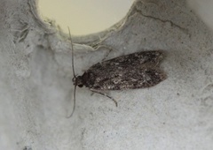 Grey Sallow Groundling (Gelechia muscosella)