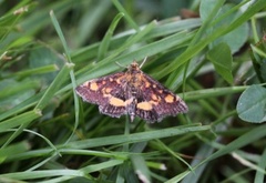 Mynteengmott (Pyrausta aurata)