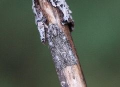 Grått lavfly (Bryophila raptricula)