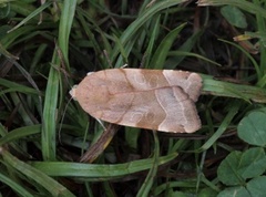 Broad-bordered Yellow Underwing (Noctua fimbriata)