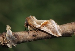 Buff Arches (Habrosyne pyritoides)