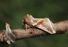 Prakthalvspinner (Habrosyne pyritoides)