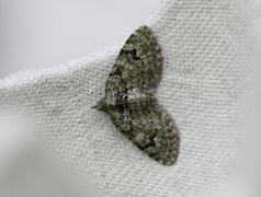 The V-Pug (Chloroclystis v-ata)