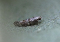 Cedestis subfasciella