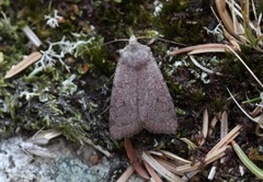 Neglected Rustic (Xestia castanea)