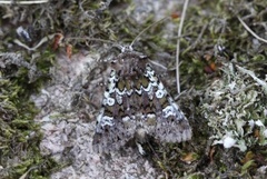 Cameo (Crypsedra gemmea)