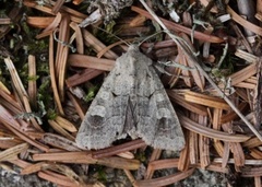 Pudderfly (Ammoconia caecimacula)