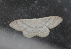 Krattengmåler (Idaea deversaria)