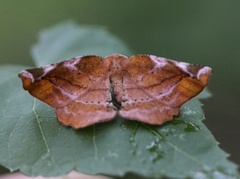Lilac Beauty (Apeira syringaria)