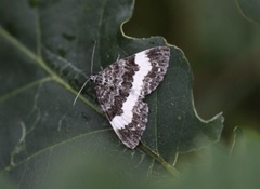 White-banded Carpet (Spargania luctuata)