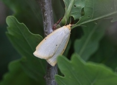 Four-dotted Footman (Cybosia mesomella)