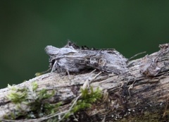 Gullrishettefly (Cucullia gnaphalii)