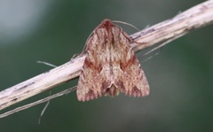 Reddish Light Arches (Apamea sublustris)
