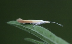 Stor lakrismjeltsekkmøll (Coleophora gallipennella)