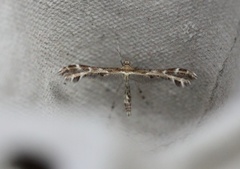 Gråbrun svevefjærmøll (Oxyptilus tristis)