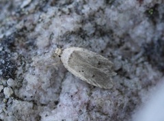 Agonopterix curvipunctosa