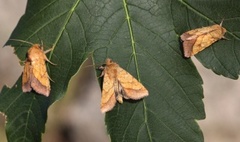 Gullfagerfly (Pyrrhia umbra)