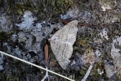 Sigdfly (Laspeyria flexula)