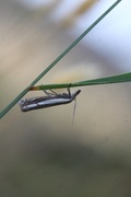 Starrnebbmott (Crambus silvella)