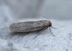 Liten bivoksmott (Achroia grisella)