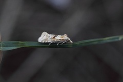 Kentish Conch (Cochylimorpha alternana)