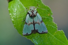 Grønnbåndet rotfly (Staurophora celsia)