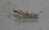 Humlebolsmalmott (Vitula serratilineella)