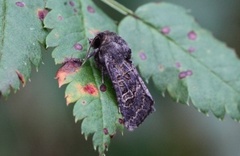 Gulringet åkerfly (Tholera cespitis)