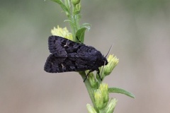 Stort lyngheifly (Aporophyla nigra)