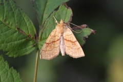 Orange Sallow (Tiliacea citrago)
