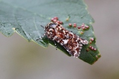 Beautiful Yellow Underwing (Anarta myrtilli)
