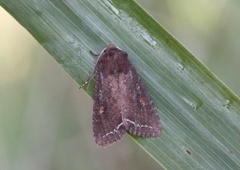 Bright-line Brown-eye (Lacanobia oleracea)