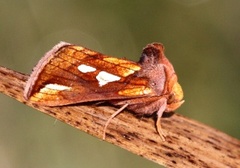 Langstreket metallfly (Plusia festucae)