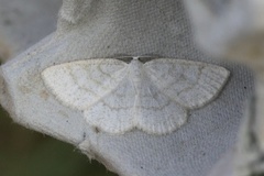 Common Wave (Cabera exanthemata)