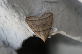Buelinjet viftefly (Herminia grisealis)