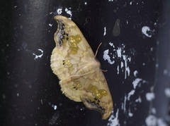 Scarce Hook-tip (Sabra harpagula)