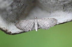 Vendelrotdvergmåler (Eupithecia valerianata)