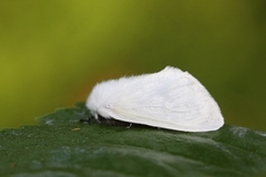 Seljebørstespinner (Leucoma salicis)