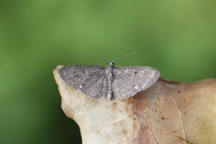 Hvitflekkdvergmåler (Eupithecia tripunctaria)