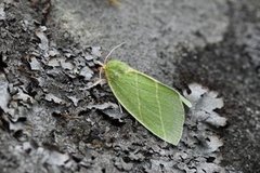 Eikebåtfly (Bena bicolorana)