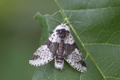 Alder Kitten (Furcula bicuspis)