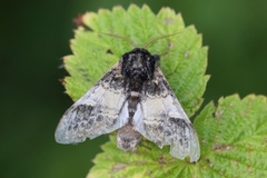 Three-humped Prominent (Notodonta tritophus)