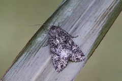 Kålfly (Mamestra brassicae)