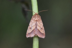 Gullfagerfly (Pyrrhia umbra)