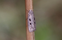 Smalvingefly (Chilodes maritima)