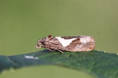 Burotstengelvikler (Epiblema foenella)