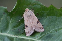 Bordered Straw (Heliothis peltigera)