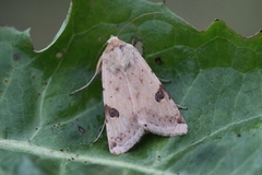 Okerfagerfly (Heliothis peltigera)