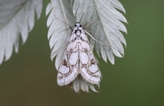 Beautiful China-mark (Nymphula nitidulata)