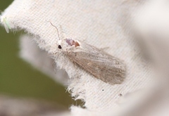 Vandresteppefly (Spodoptera exigua)